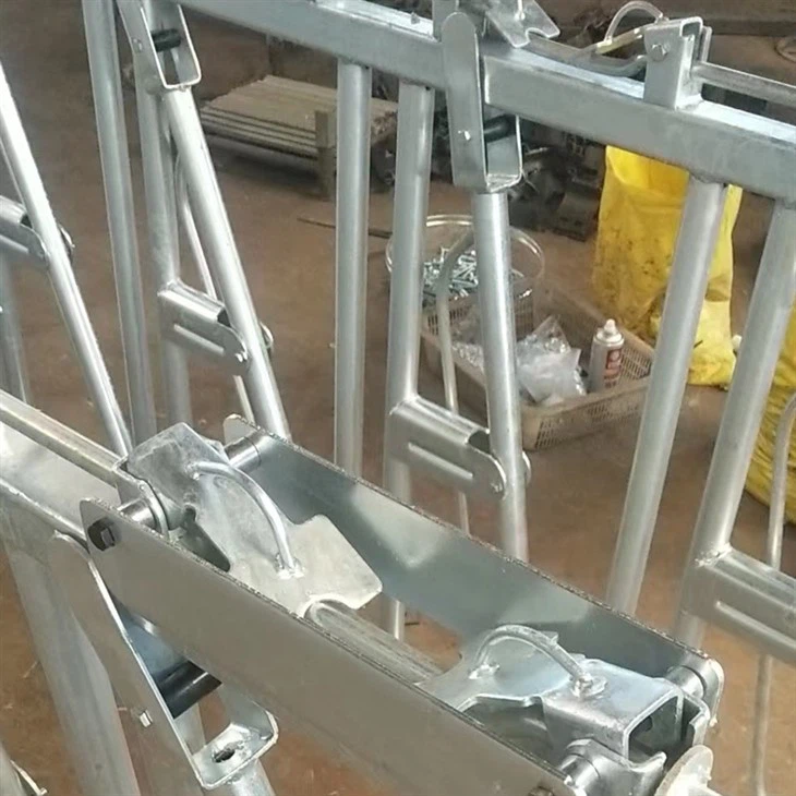 Beef Cattle Head Lock On Farm